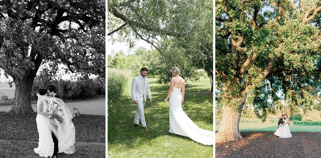 oak tree providence vineyard